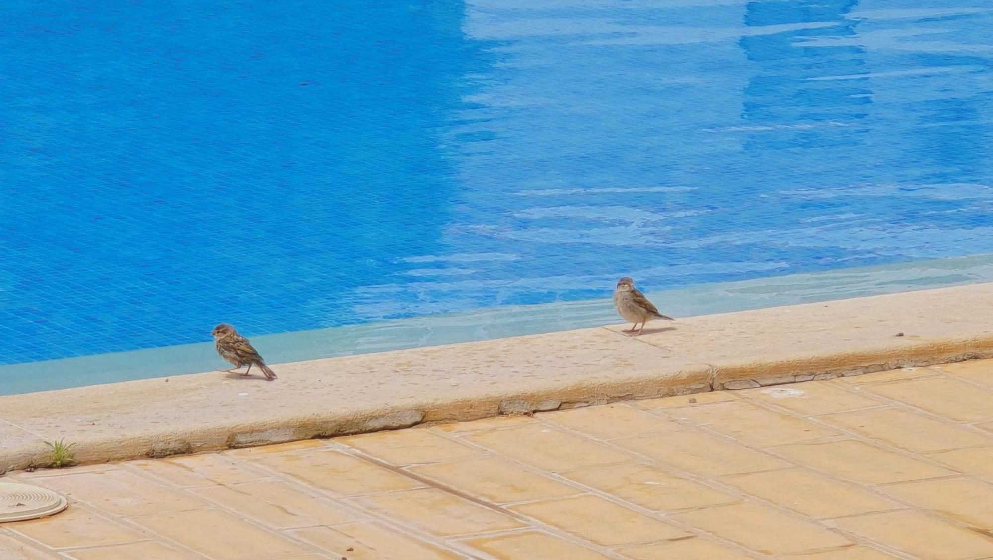 Praia Eulalia With Pool And 5 Minutes From The Beach 阿尔布费拉 外观 照片